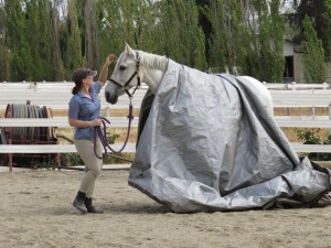 Belle's tarp training goes easily
